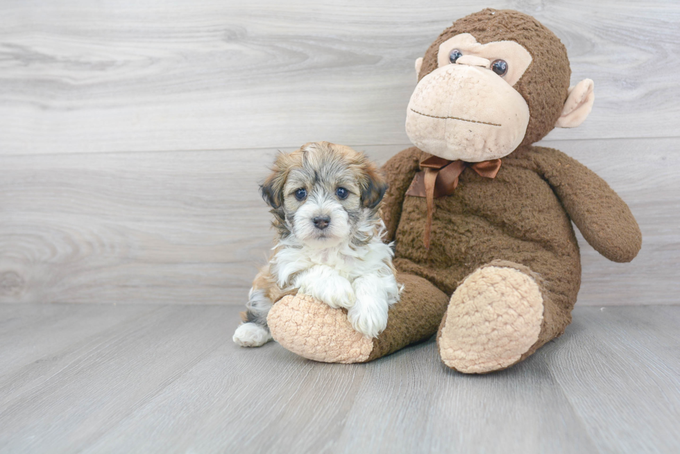 Havanese Pup Being Cute