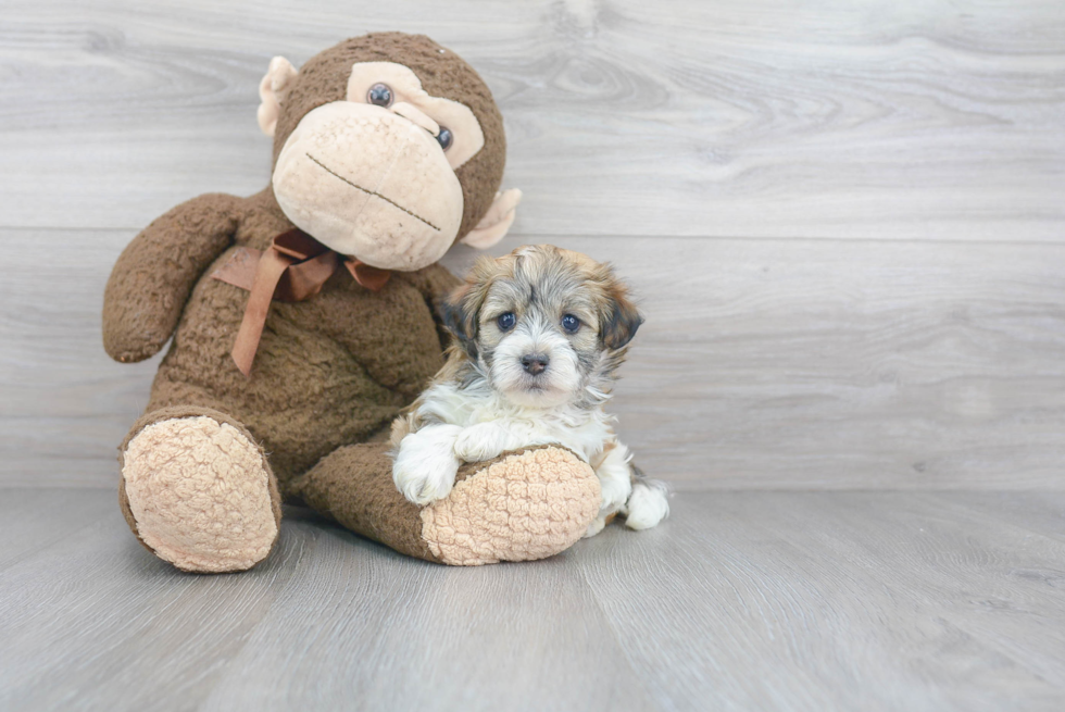 Petite Havanese Purebred Puppy