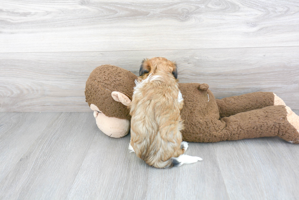 Havanese Pup Being Cute