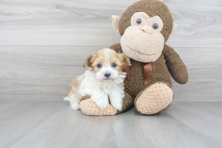 Funny Havanese Baby