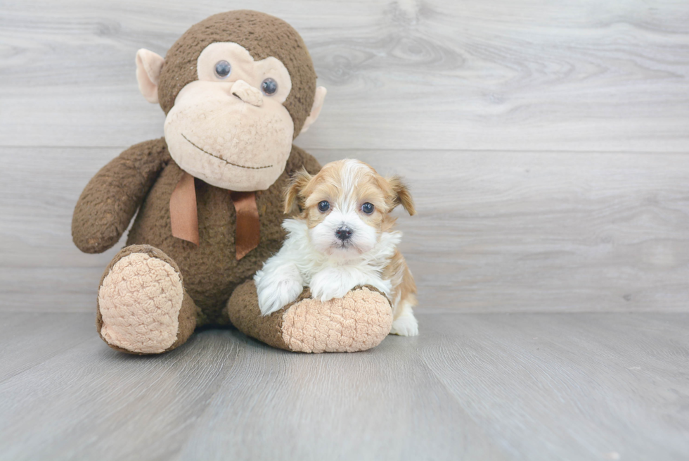 Best Havanese Baby