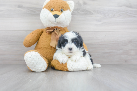 Best Havanese Baby