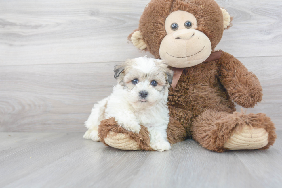 Best Havanese Baby