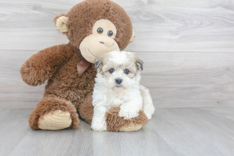 Energetic Havanese Purebred Puppy