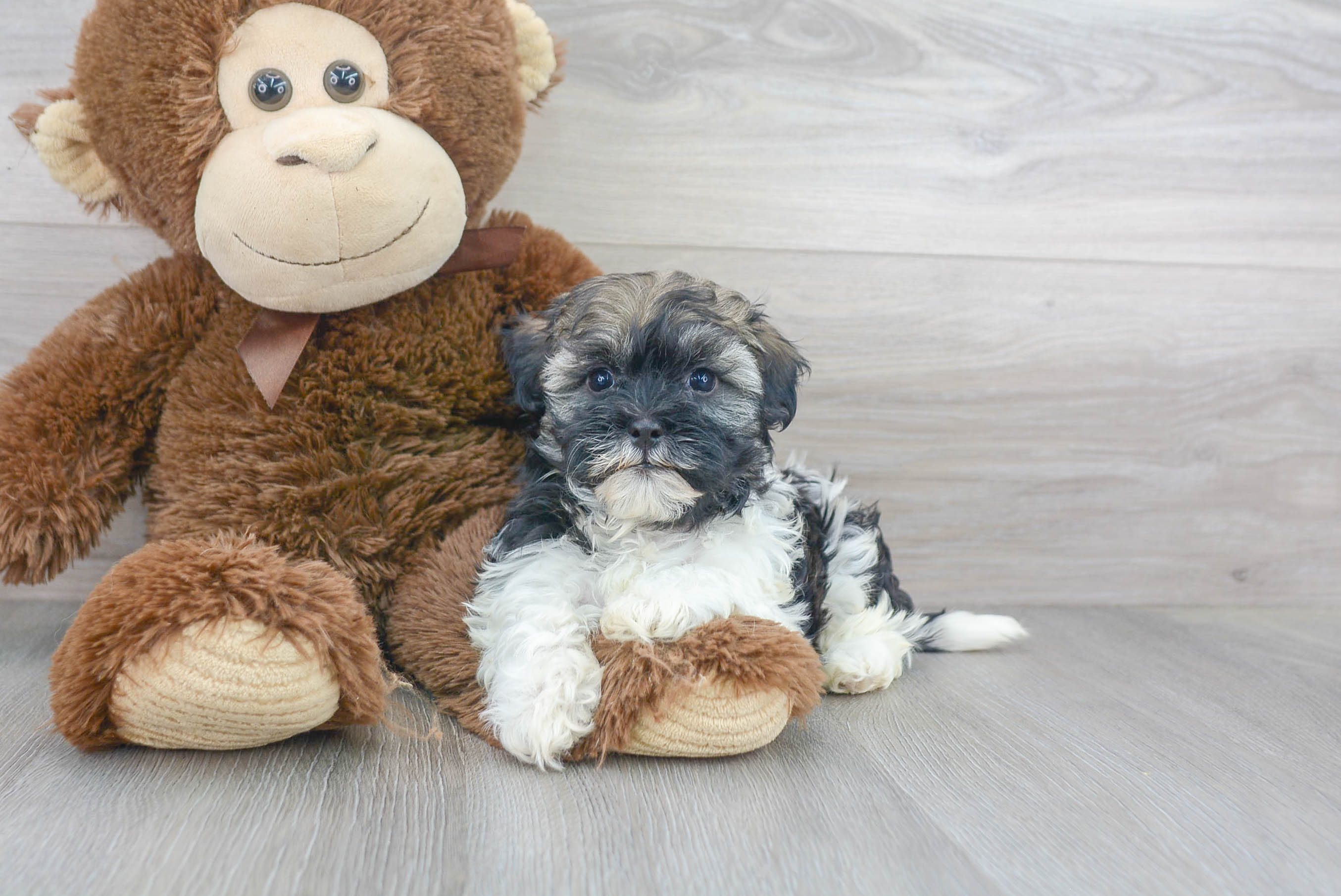 Best Havanese Baby