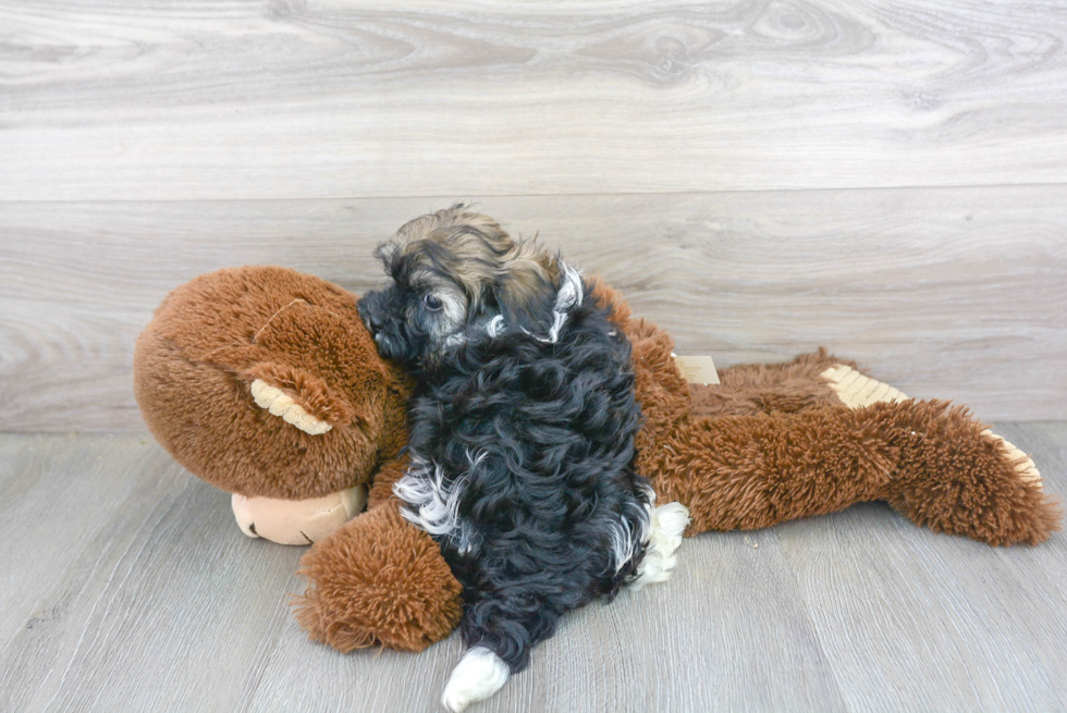 Havanese Puppy for Adoption