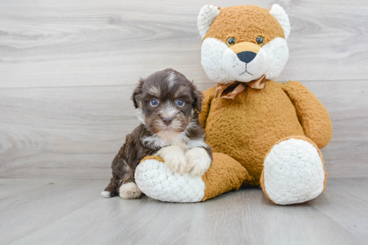 Popular Havanese Purebred Pup