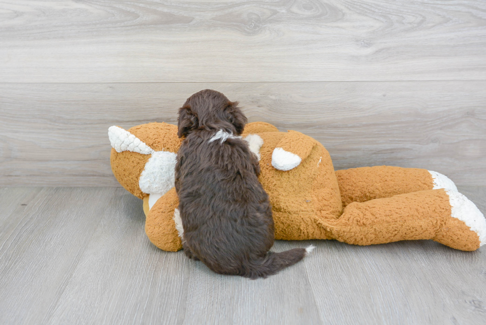 Happy Havanese Purebred Puppy