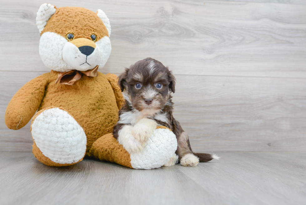 Friendly Havanese Baby