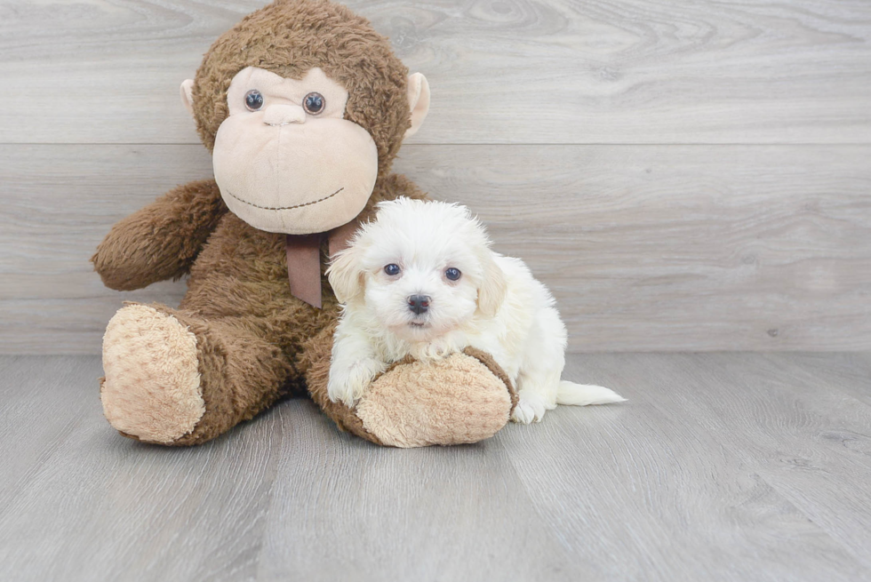 Happy Havanese Purebred Puppy