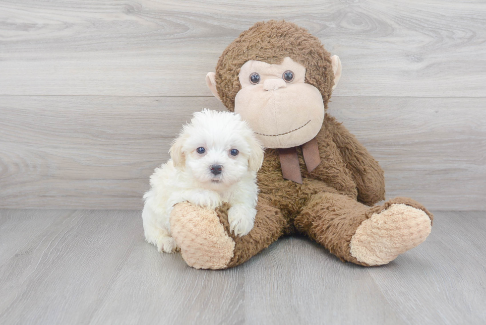 Hypoallergenic Havanese Baby