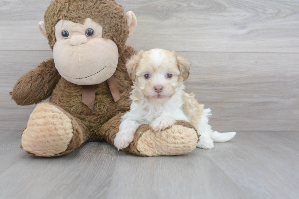 Havanese Pup Being Cute