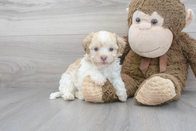 Cute Havanese Purebred Puppy
