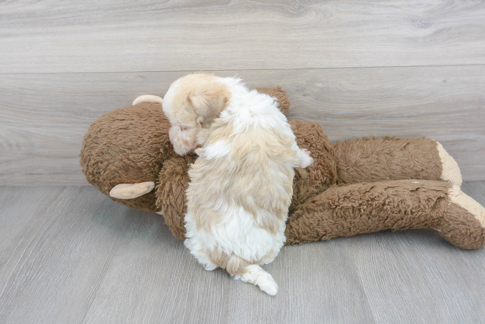 Havanese Pup Being Cute
