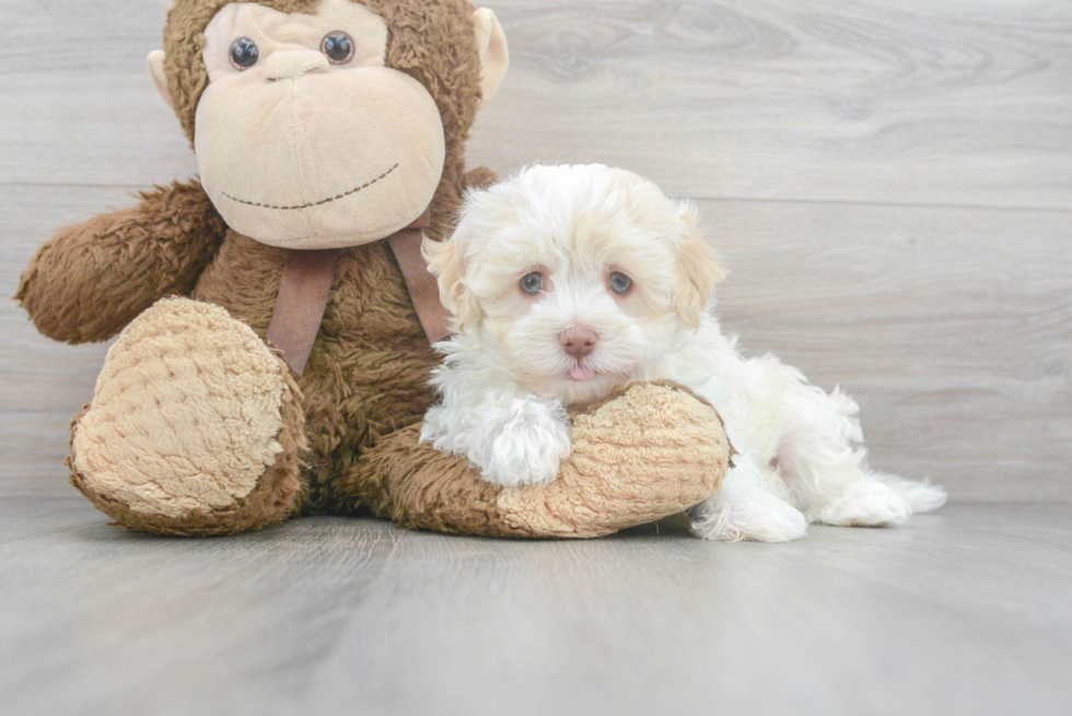 Little Havanese Baby