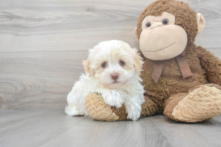 Akc Registered Havanese Purebred Pup