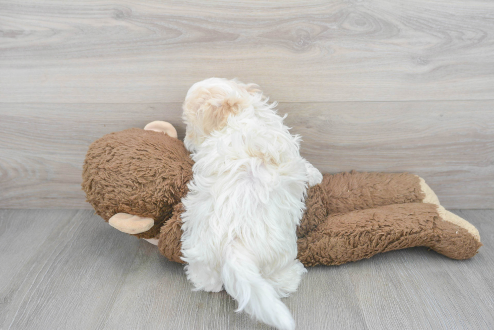 Havanese Pup Being Cute