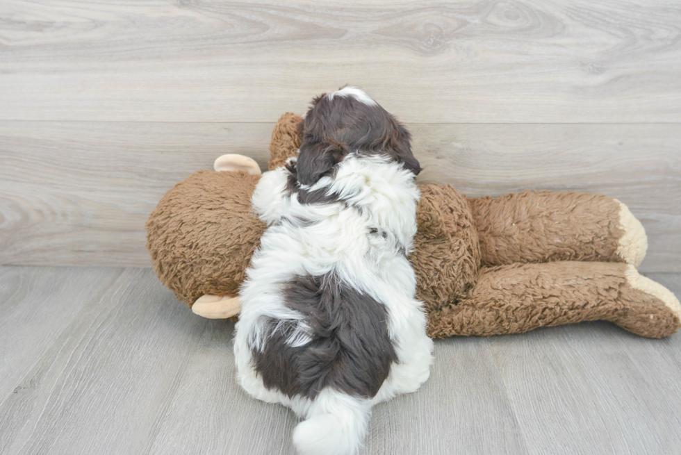 Hypoallergenic Havanese Baby