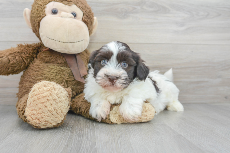 Smart Havanese Purebred Puppy