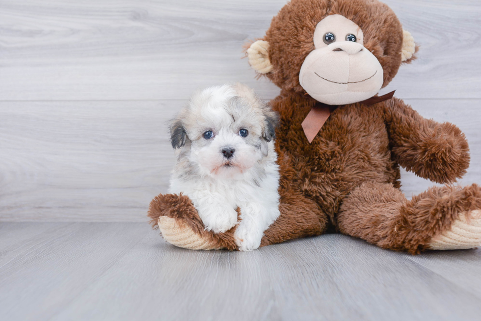 Popular Havanese Baby