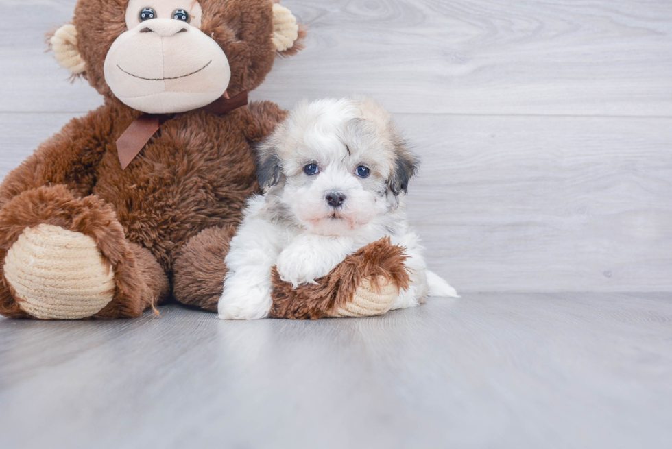 Small Havanese Baby