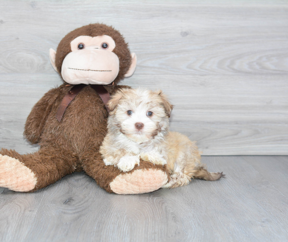 Best Havanese Baby