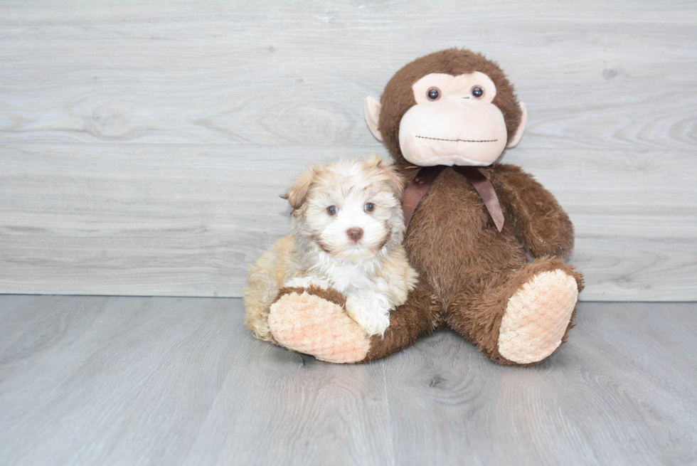 Happy Havanese Purebred Puppy