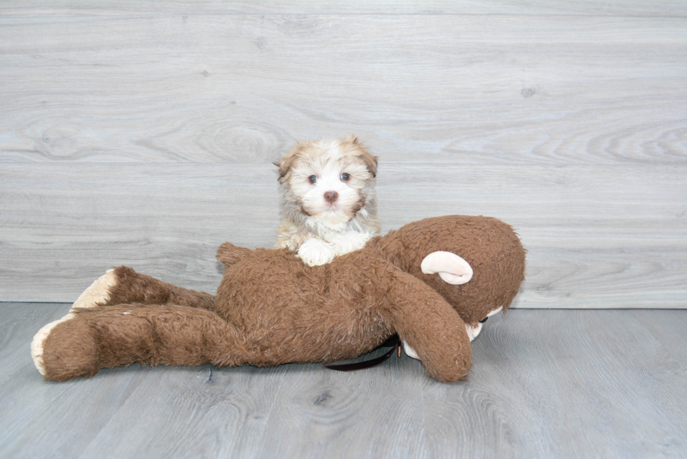 Havanese Pup Being Cute