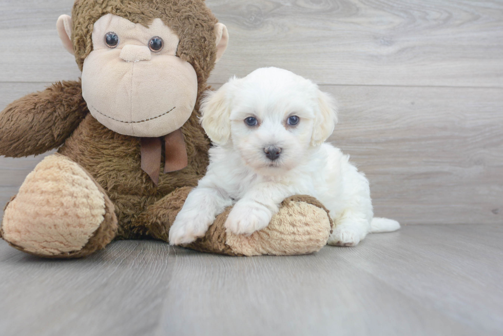 Havanese Puppy for Adoption