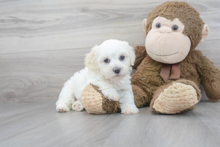 Havanese Pup Being Cute