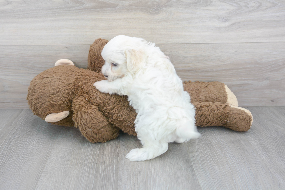 Havanese Pup Being Cute