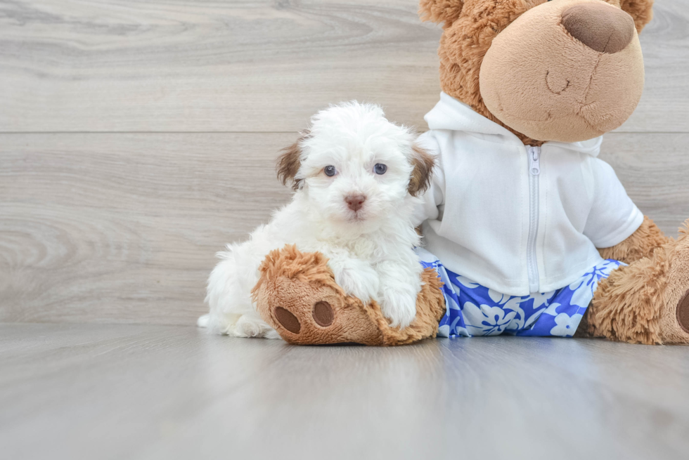 Havanese Pup Being Cute
