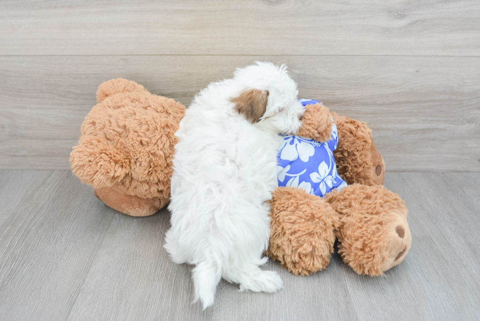 Havanese Puppy for Adoption