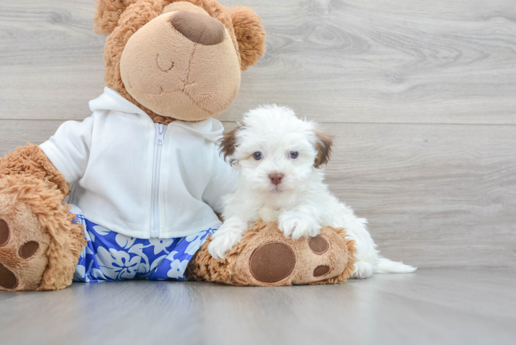 Havanese Pup Being Cute