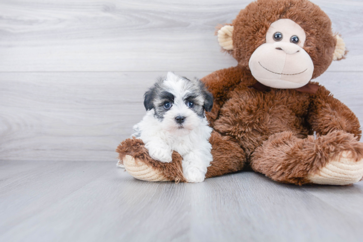 Best Havanese Baby