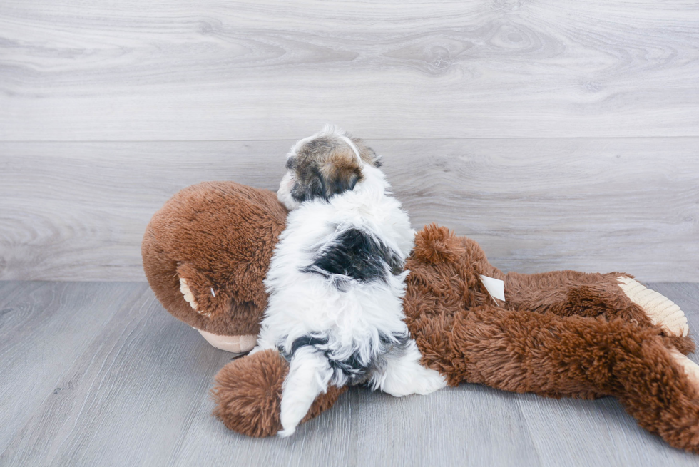 Akc Registered Havanese Purebred Pup