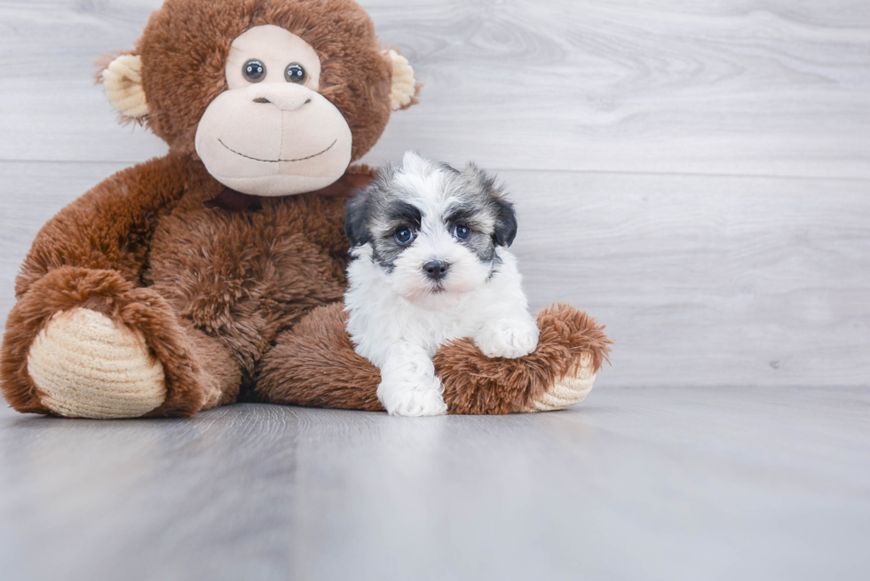 Funny Havanese Purebred Pup