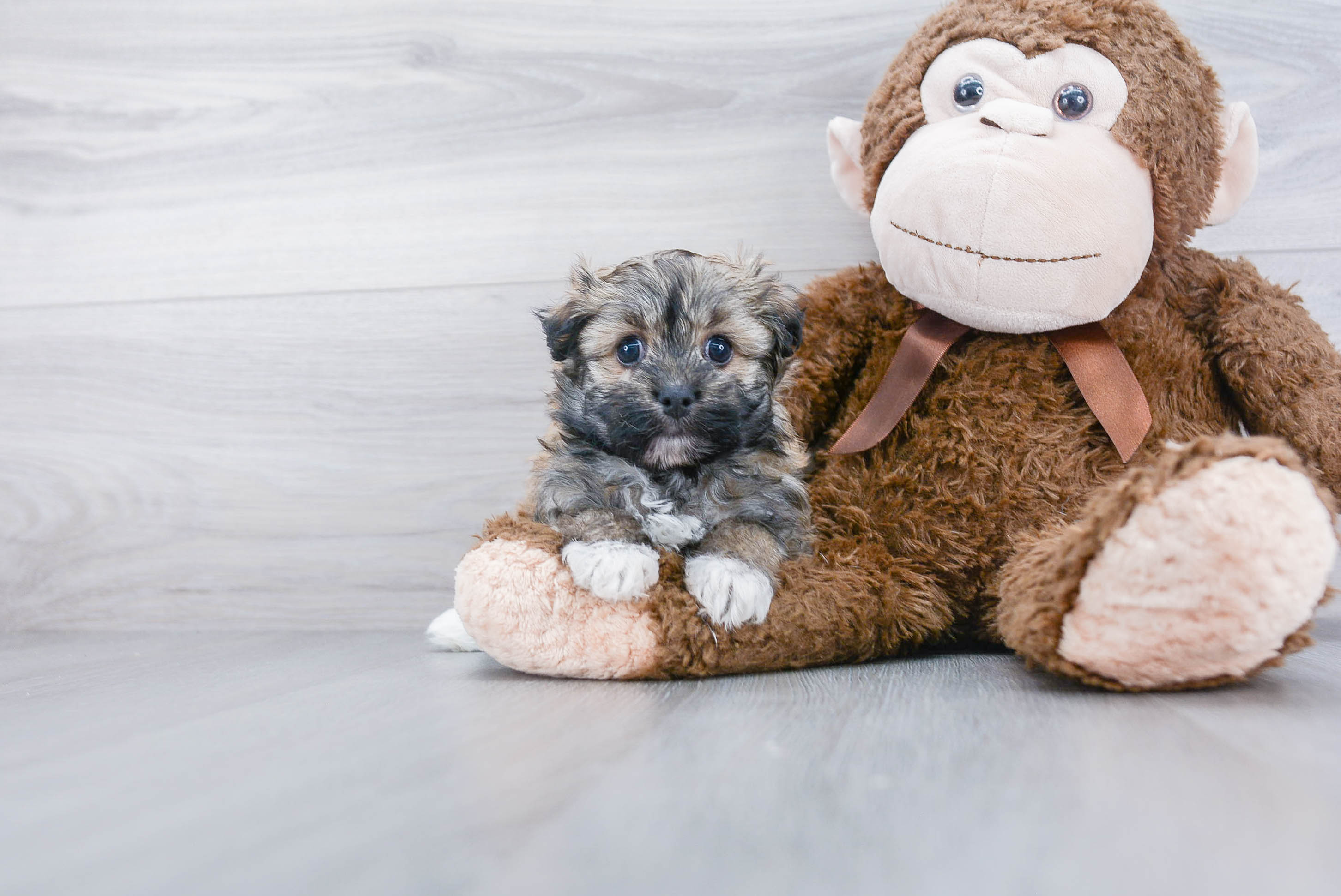 Little Havanese Baby