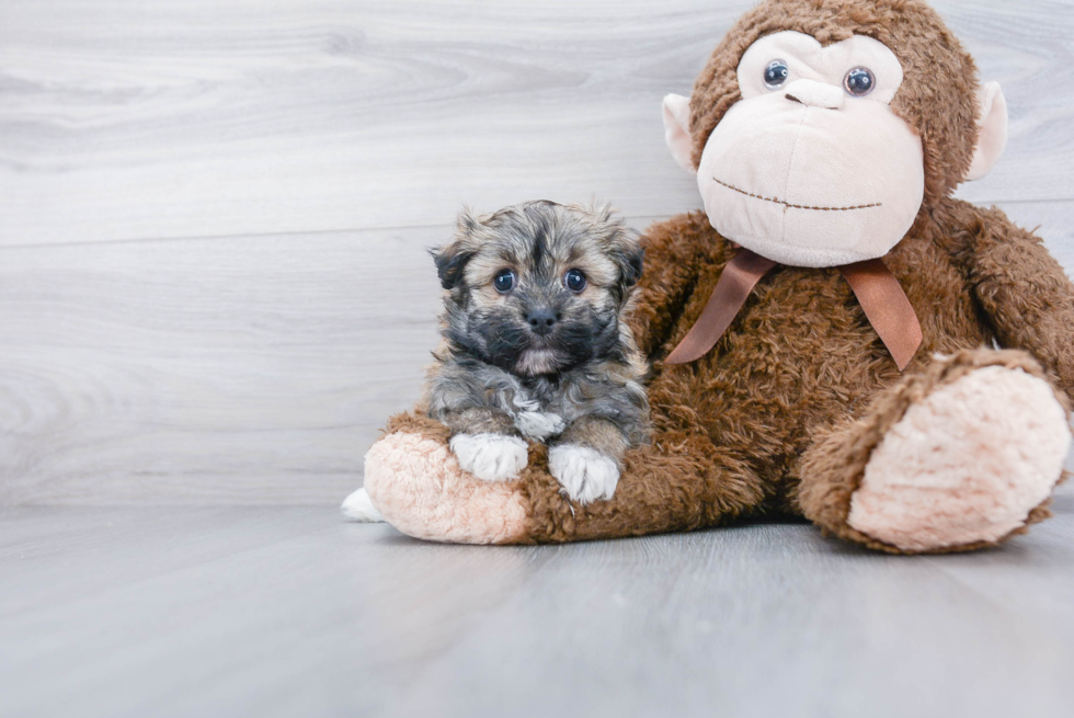 Little Havanese Baby