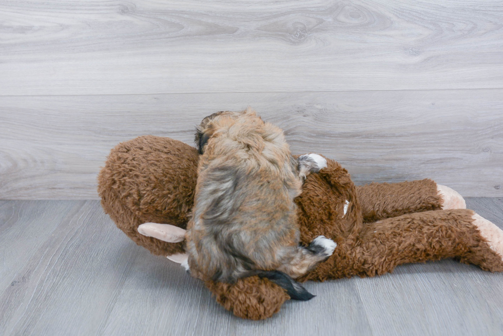 Funny Havanese Purebred Pup