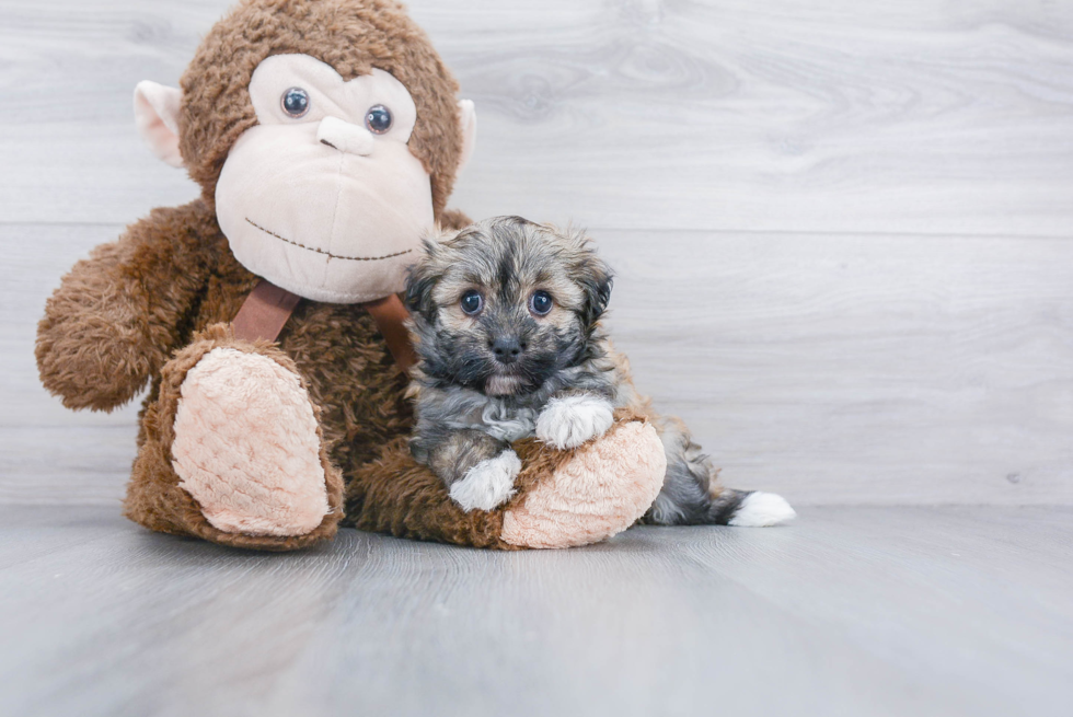 Petite Havanese Purebred Puppy