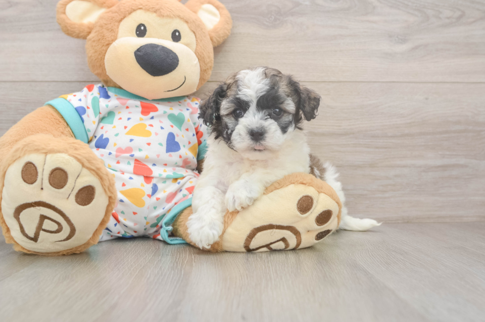 6 week old Havanese Puppy For Sale - Premier Pups
