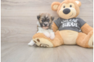 Little Havanese Baby