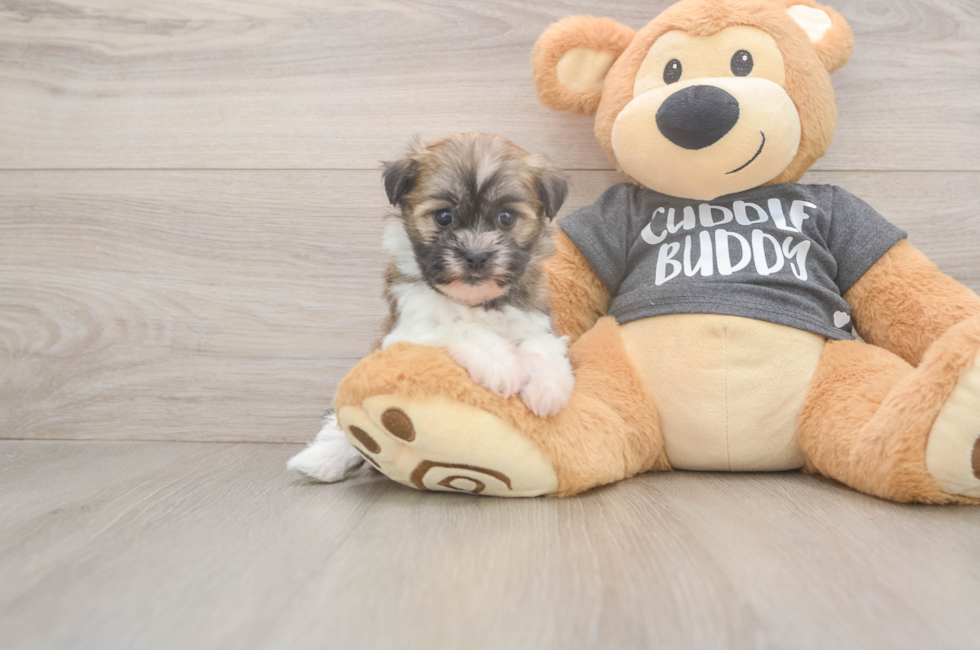 5 week old Havanese Puppy For Sale - Premier Pups