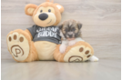 Best Havanese Baby