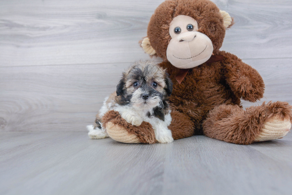 Fluffy Havanese Purebred Puppy