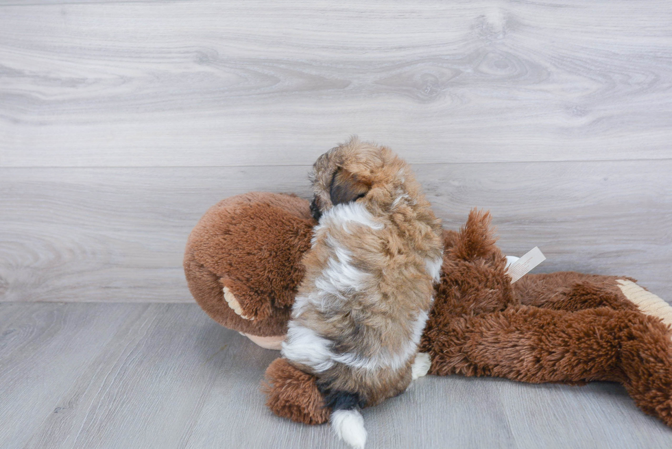 Happy Havanese Purebred Puppy