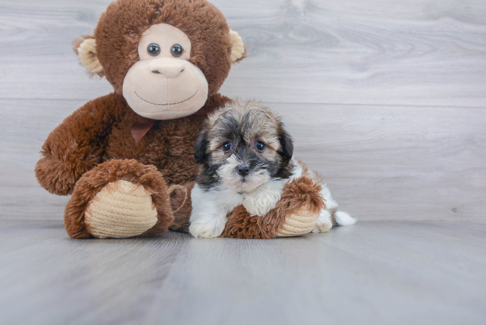 Cute Havanese Purebred Puppy