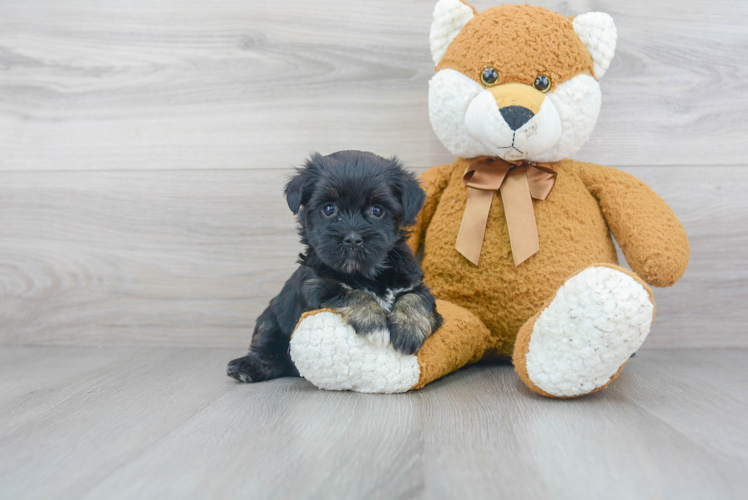 Funny Havanese Baby