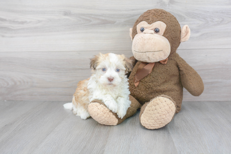 Little Havanese Purebred Pup